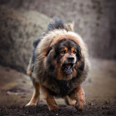14 Facts About Tibetan Mastiffs That Will Fascinate You To Have One
