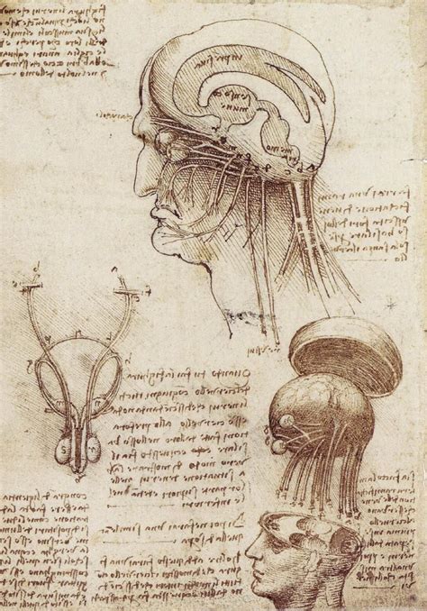 anatomy by leonardo da vinci leonardo da vinci anatomia riferimento anatomia