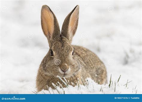 Cottontail Close Up In Snow Stock Photo Image Of Animal Mammal 90371576