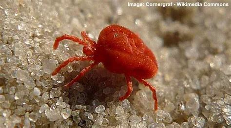 Types Of Red Bugs Including Tiny Bugs Pictures And Identification
