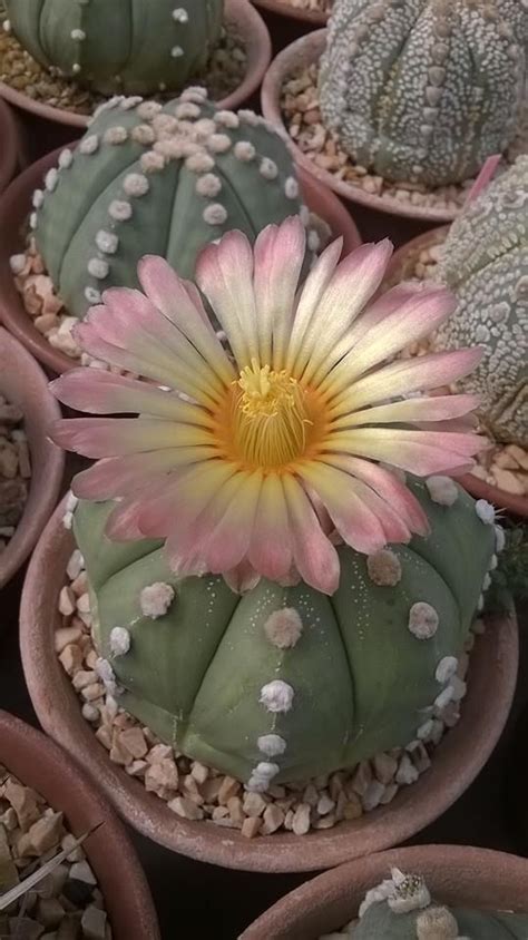 Bird sitting on top of a cactus in the sonoran desert outside of tucson arizona. Astrophytum asterias | Astrophytum | Pinterest | Beautiful ...