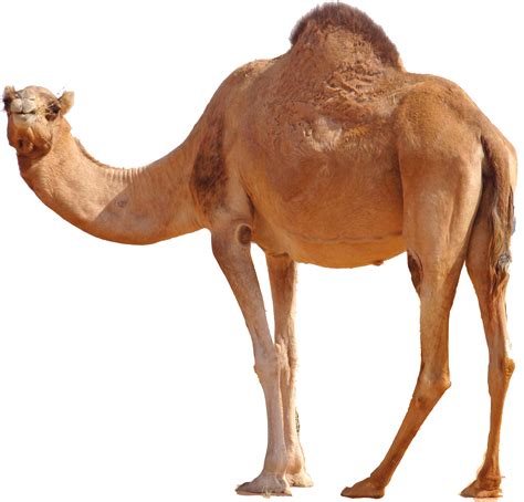 Camel Animal Illustration Transparent Png Svg Vector