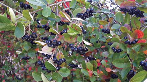 Chokeberries Chokecherries Sandcherries Some Wild Fruits For Colorado