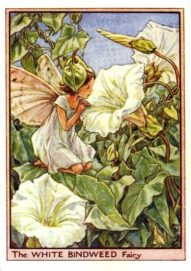 White Bindweed Flower Fairy Vintage Print Cicely Mary Barker The