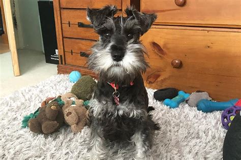 37 Cute Schnauzer Haircut Ideas All The Different Types And Styles