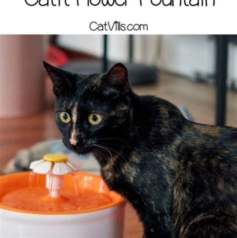 Catit Flower Cat Water Fountain Review Our Honest Take