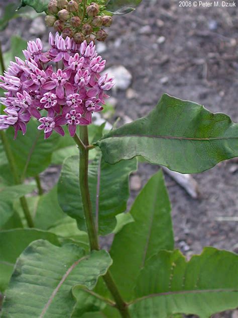 Asclepias purpurascens (Purple Milkweed): Minnesota Wildflowers