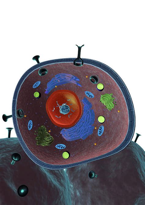 Animal Cell Structure Photograph By Gunilla Elamscience Photo Library