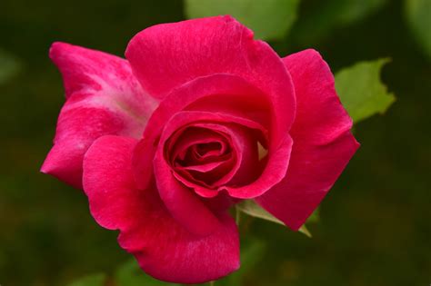Rose Close Up Flower Free Photo On Pixabay Pixabay