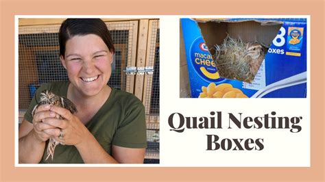 Quail Nesting Boxes Emmett Loves The Animals Youtube