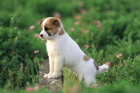 We hope you enjoy our growing collection of hd images to use as a background or home screen for your smartphone or computer. Download HD Dog Wallpapers For Desktop Gallery