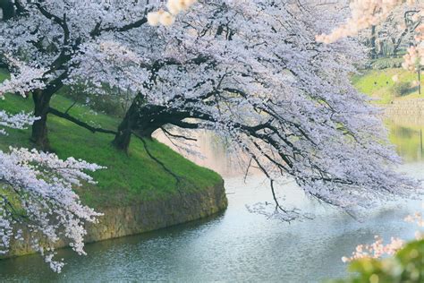 Download Japan Sakura Blossom Sakura Cherry Blossom Cherry Tree Nature