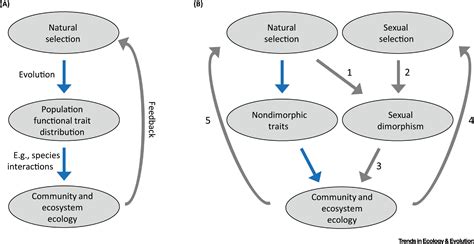 Eco Evolutionary Dynamics Of Sexual Dimorphism Trends In Ecology