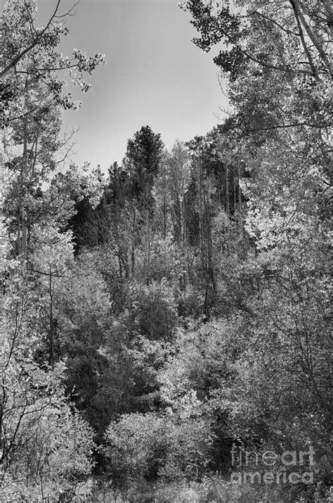 Heart Of The Aspen Forest Photograph By Vicki Pelham Fine Art America