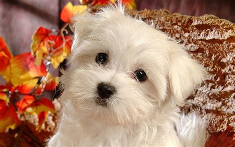 Lovely Little White Fluffy Puppy 19 Hd Wallpaper Peakpx