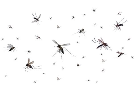 Premium Photo Flying Mosquitoes Isolated On White Background