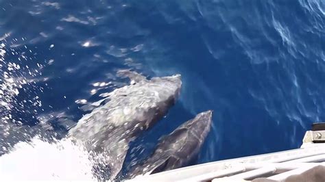 Dolphins Swimming Fast Next To Boat Almost Close Enough To Touch