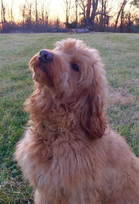 This means it's often the individual dog more than a specific breed that can cause allergy symptoms. Our Parents - Doodles 2 Love