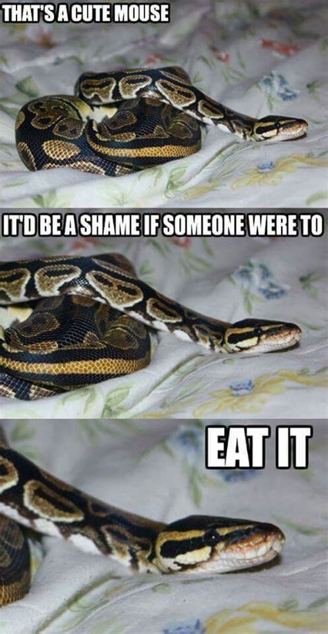 Ball Python Feeding Meme Cute Reptiles Cute Funny Animals Cute Snake