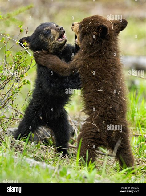 Black And Cinnamon Bear Cubs Wrestling Stock Photo Alamy