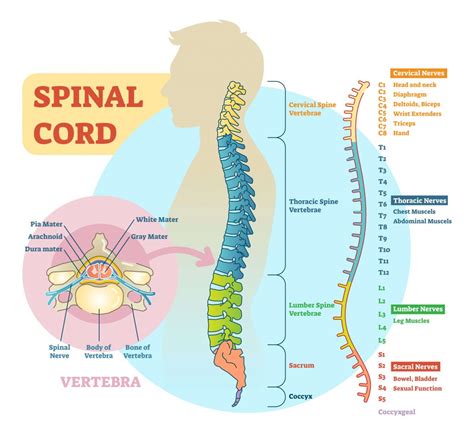 Spinal Cord Anatomy Parts And Spinal Cord Functions My Xxx Hot Girl