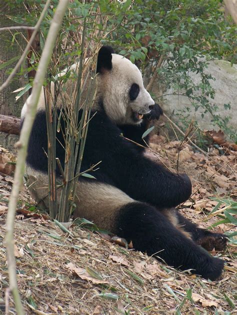 The Musings Of A Journeyer Visiting The Pandas In China