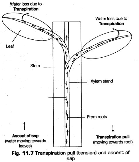Transport In Plants Cbse Notes For Class Biology Cbse Notescbse Notes Class Biologyncert
