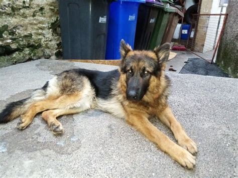 1 Year Old German Shepherd Bitch For Sale In Girvan South Ayrshire