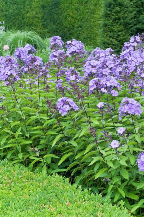 Флокс метельчатый (phlox paniculata `purple paradise`). Garden phlox 'Blue Paradise' 'Summer phlox 'Blue Paradise ...