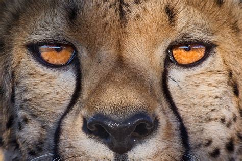 Cheetah eye contact - Cheetah eyes, Namibia. | Cheetah face, Cheetah ...