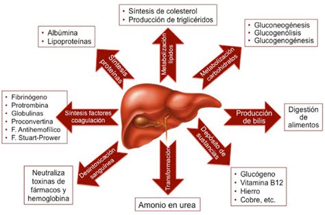 Esquema De La Fisiología Del Hígado Download Scientific Diagram