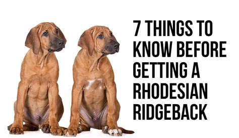 Rhodesian Ridgeback Puppies Florida Rhodesian Ridgeback Price Range