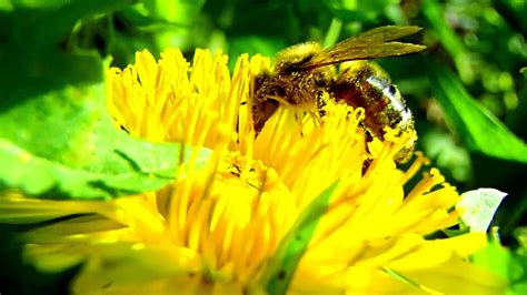 Macro Video Of Honey Bee Pollinating A Flower Pollinating Flowers