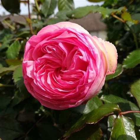 Rose Pierre Blushing De Ronsard Clb 200mm The Garden Feast