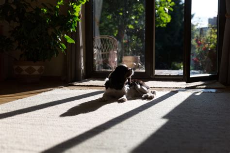 Pet Friendly Window Treatments Made In The Shade Raleigh
