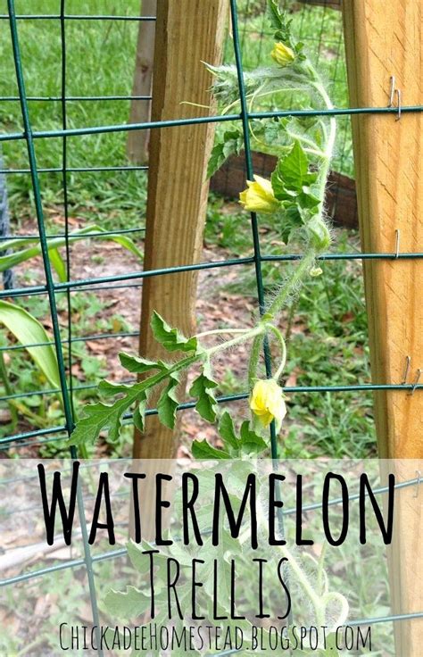 Diy Watermelon Trellis Watermelon Vines Watermelon Plant Vine Trellis