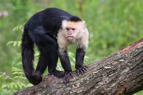 Mono Capuchino Mamíferos Del Caribe Colombiano · Inaturalist