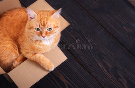 Cute Red Cat In A Cardboard Box Stock Photo Image Of Animal Kitten