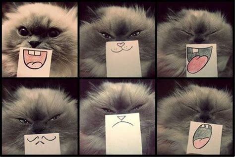 Cute Cat Faces Cute Pinterest