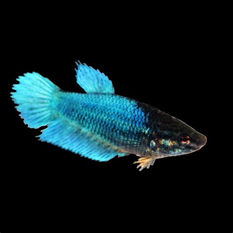 Blue Female Veiltail Betta Fish Petco