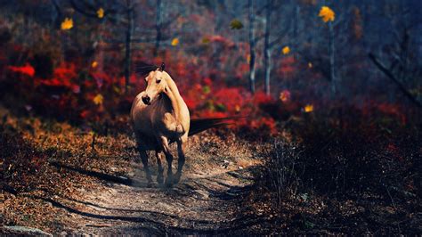 Fall Horse Wallpapers Top Free Fall Horse Backgrounds Wallpaperaccess