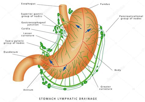 Lymphatic Drainage Of Stomach Medizzy