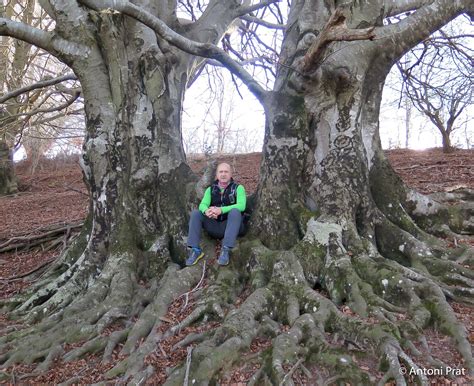 Magnifica estancia en cabanes als arbres de sant hilari de sacalm. ARBRES MONUMENTALS: Presentació i contingut - La Vall del ...