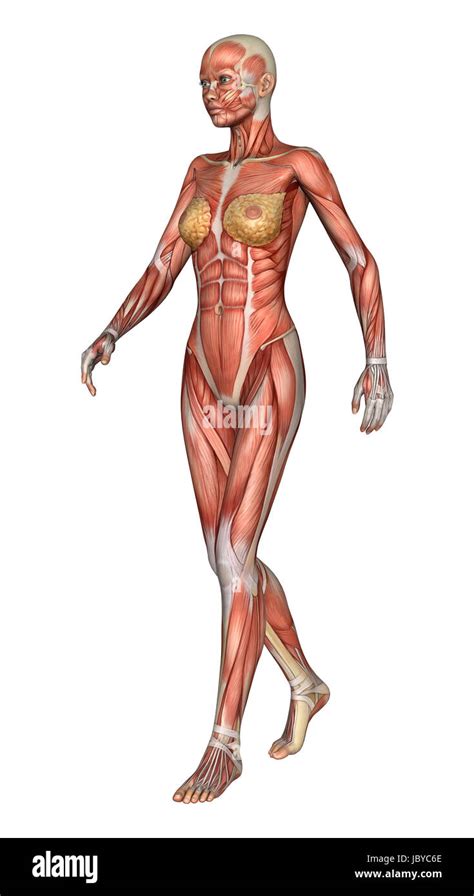 3d Digital Render Of A Walking Female Anatomy Figure With Muscles Map