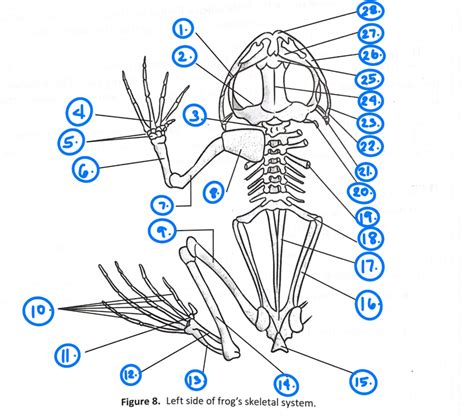 Frog Skeletal System Parts Diagram Quizlet