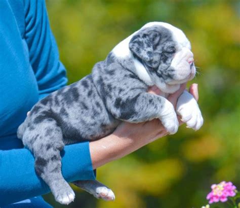 Blue Merle English Bulldog Such Beautiful Coats I Want One Bulldogs