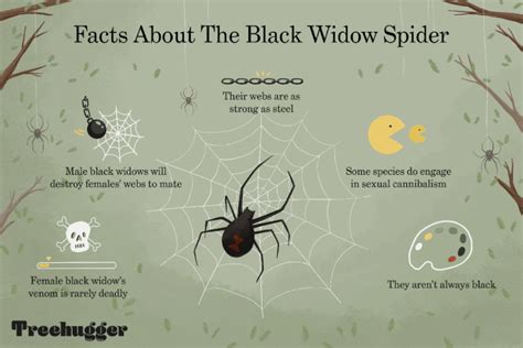 Has Anyone Ever Died From A Black Widow Spider Bite False Widow