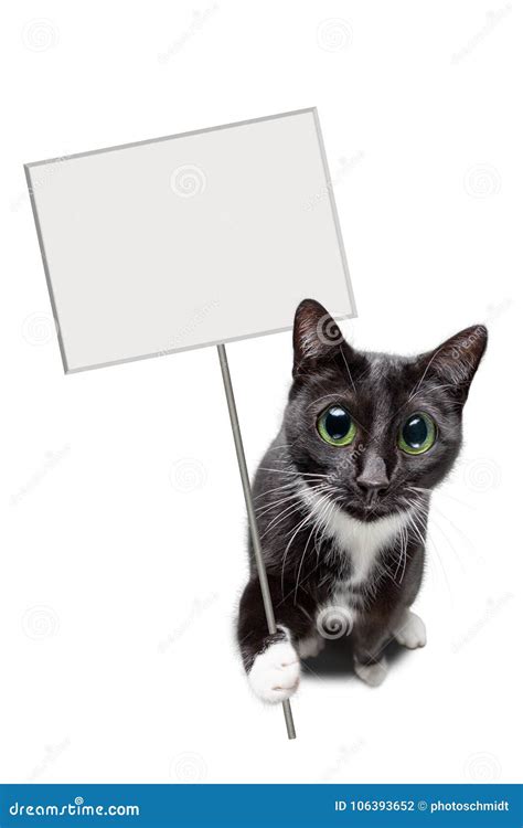 Cute Cat Holding A Blank Sign Stock Photo Image Of Space Kitten