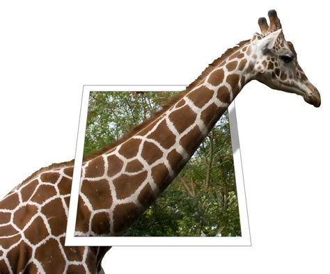 Giraffe Neck Photoshopped From A Pic I Took At Woodland Pa Flickr