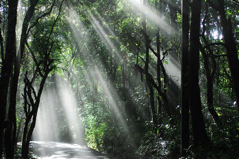 Free Images Tree Nature Waterfall Mist Sunlight Wild Stream